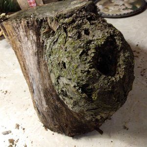 Small Real Wood Stump Fairy Garden Taxidermy Rustic Accent